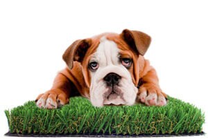 Dog on grass